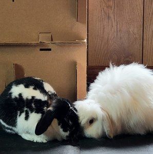 Meet your Posher, Kiyoko